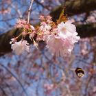 Frühling in Münster 2