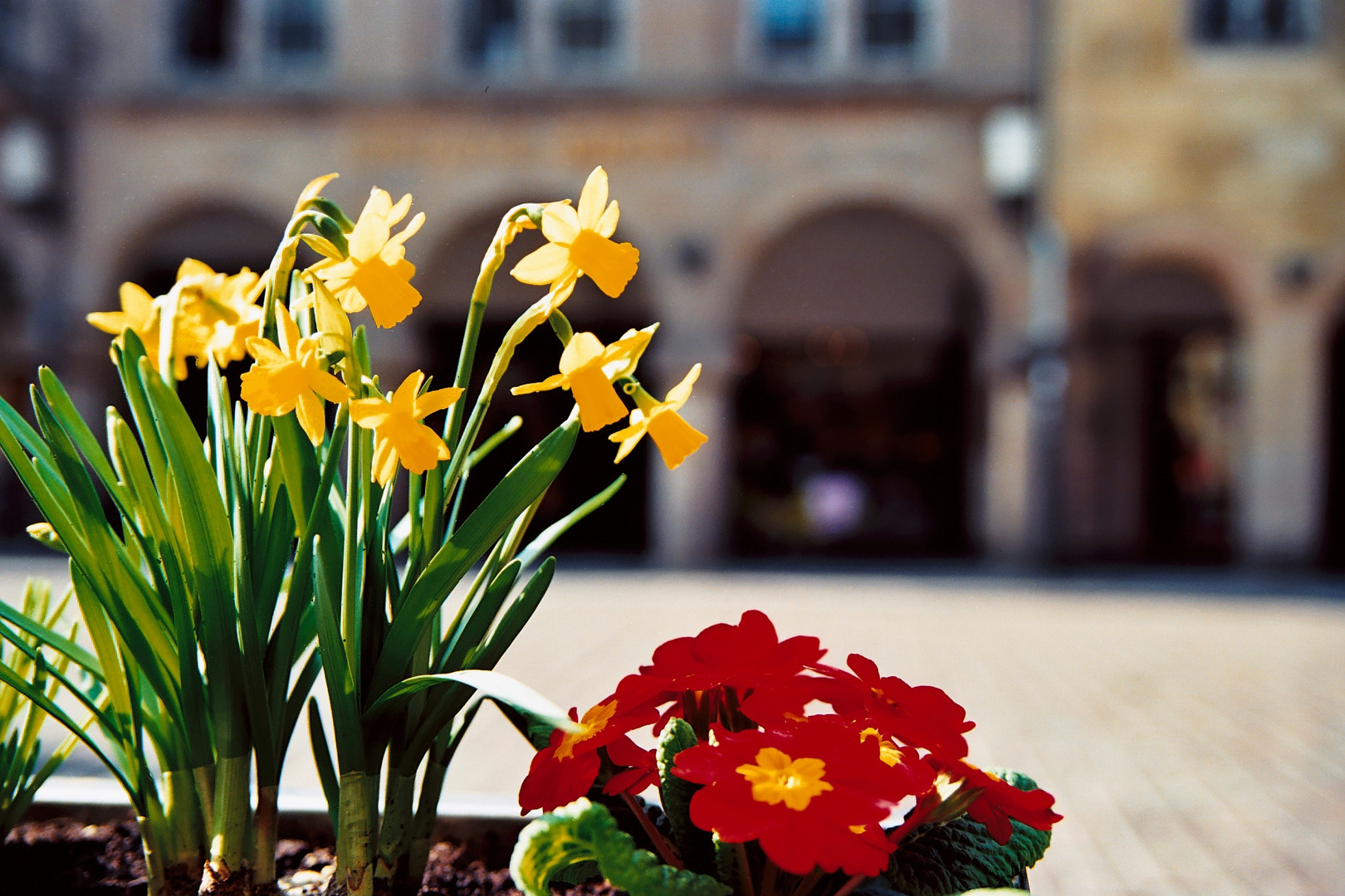 [Frühling in Münster 2]