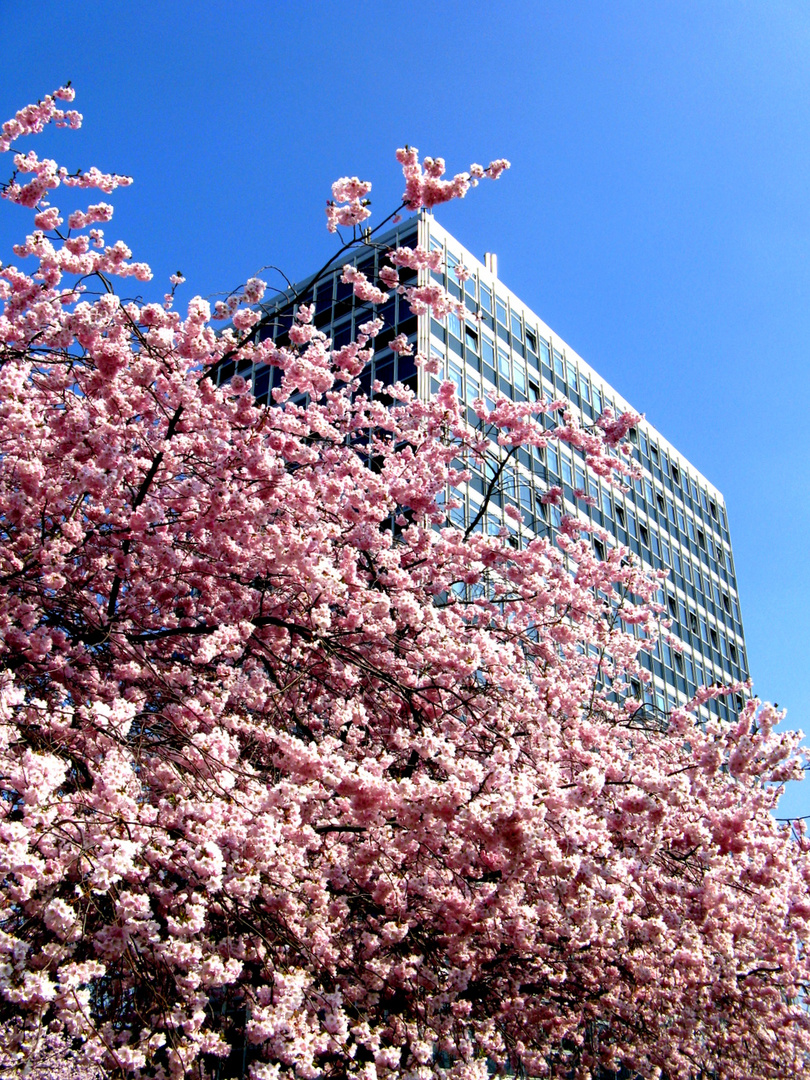 Frühling in Münster