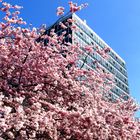 Frühling in Münster