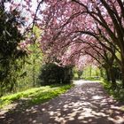 Frühling in Münster