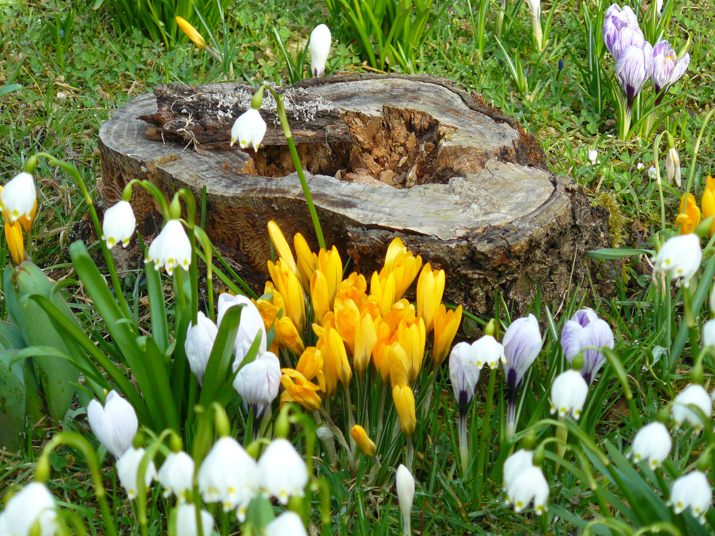 Frühling in Nachbars Garten