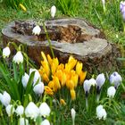 Frühling in Nachbars Garten