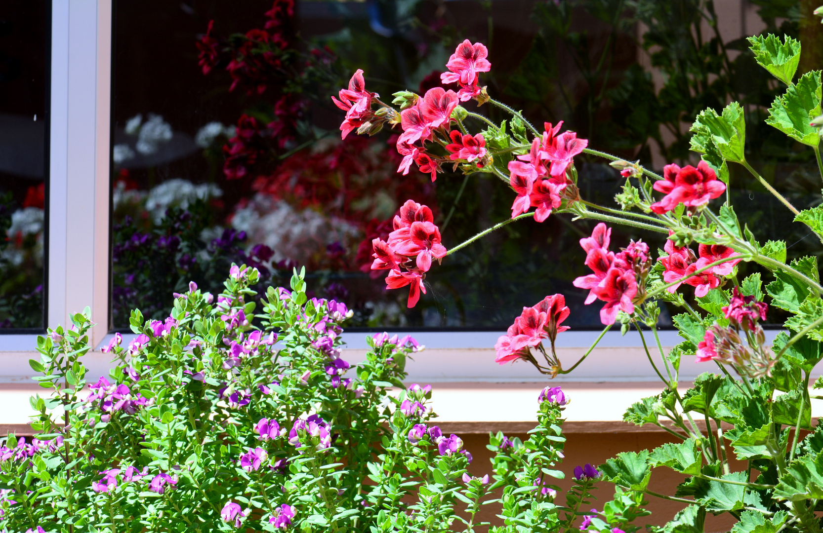 Fruehling in Namibia