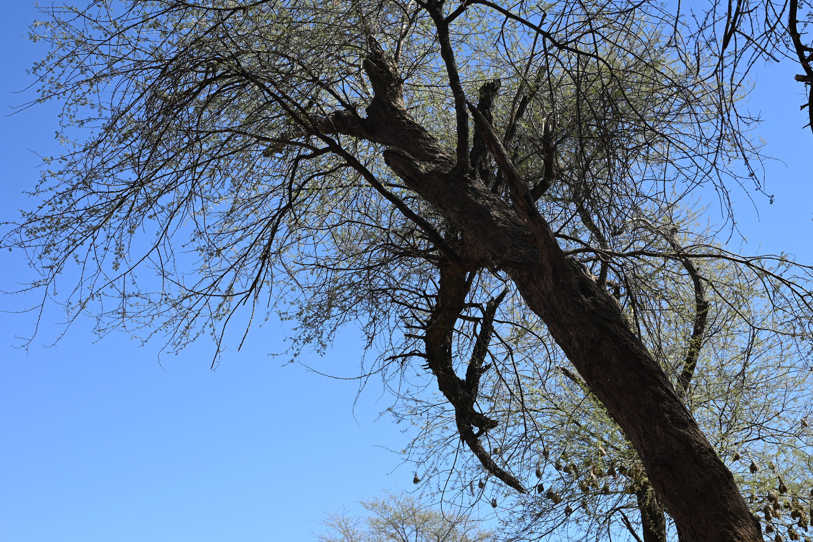 Fruehling in Namibia...