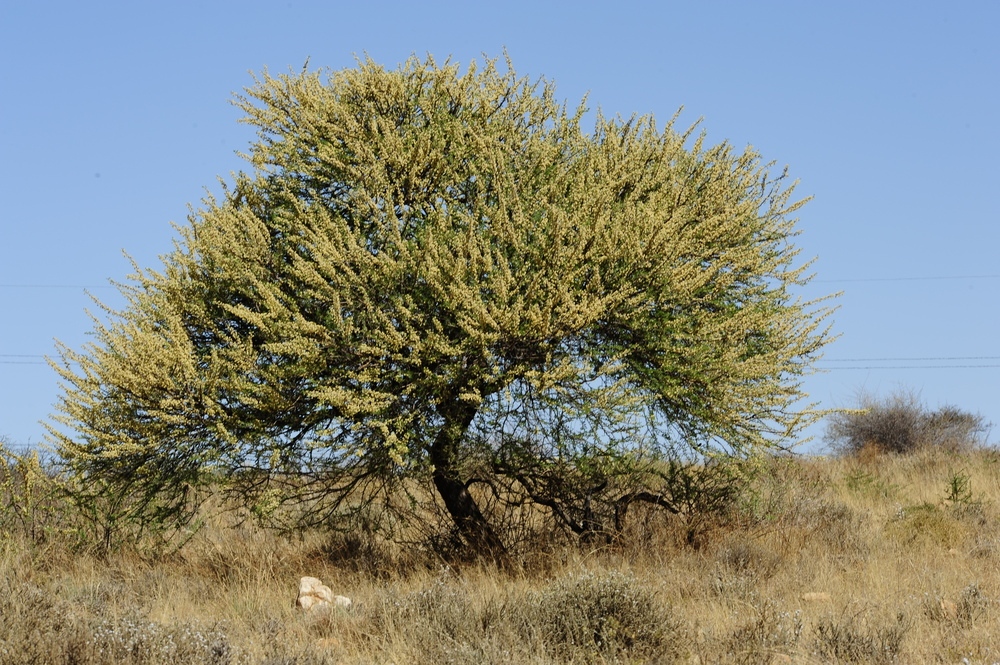 Fruehling in Namibia - Namibia in Spring