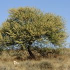 Fruehling in Namibia - Namibia in Spring