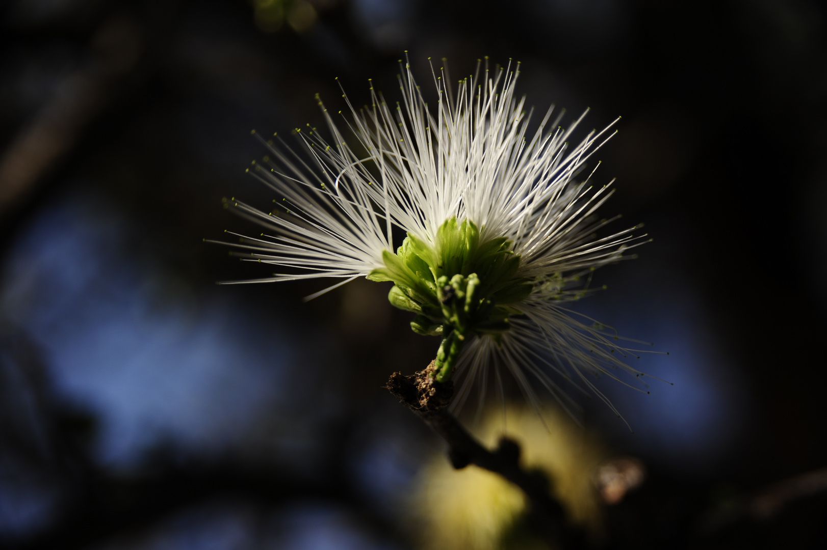 Fruehling in Namibia - Spring in Namibia