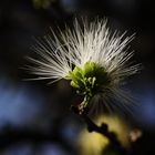 Fruehling in Namibia - Spring in Namibia