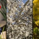 Frühling in Nellingen