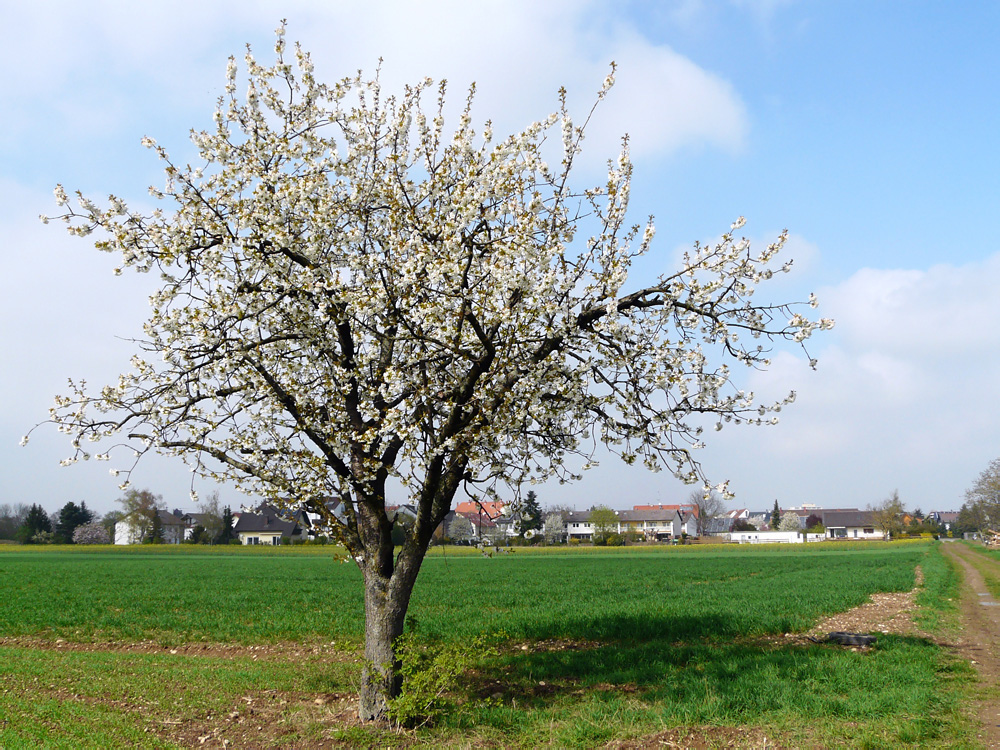 Frühling in Neuenburg