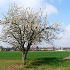 Frühling in Neuenburg