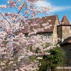 Frühling in Neustadt an der Aisch