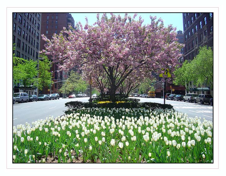 Frühling in New York / Spring in New York