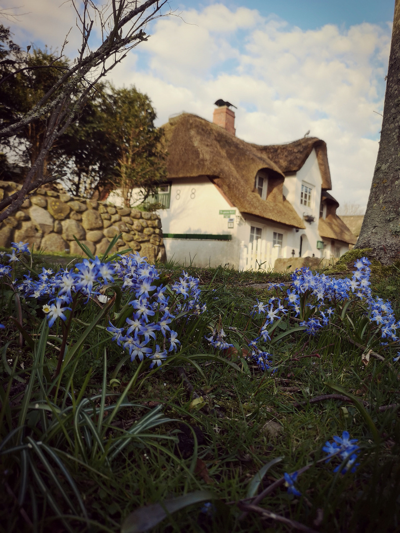 Frühling in Nieblum