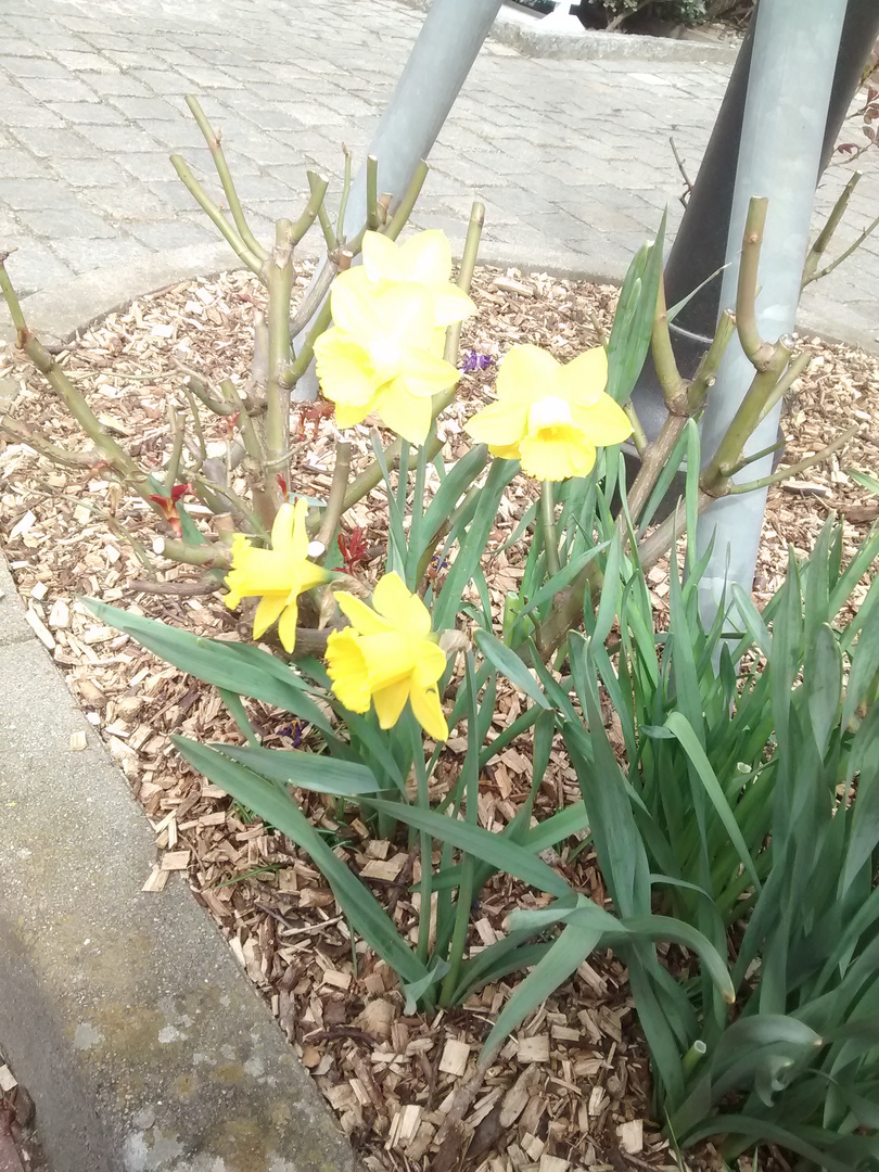 Frühling in Niedersachsen am 3 April