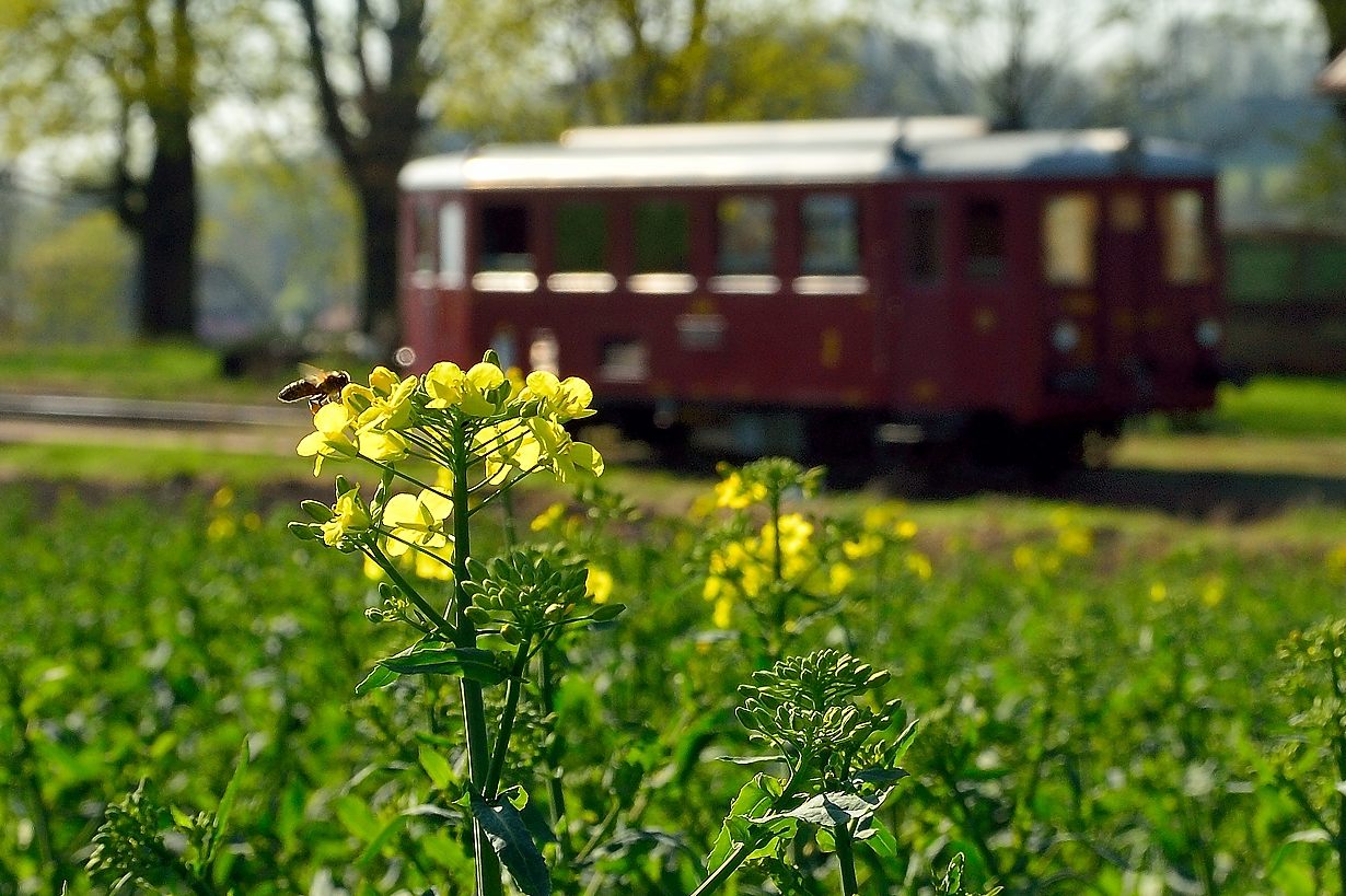 Frühling in Nordböhmen