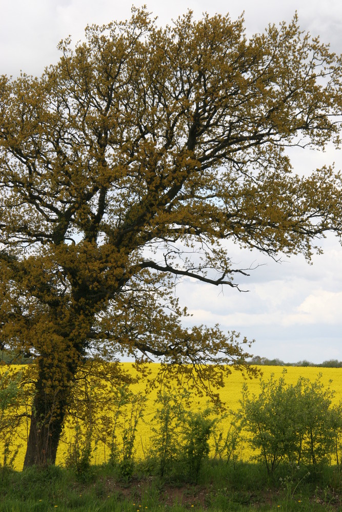 Frühling in Norddeutschland