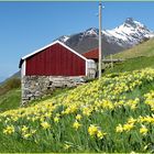 Frühling in Norwegen (2)