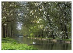 Frühling in Nymphenburg (Park)