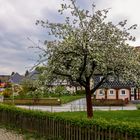 Frühling in Obercunnersdorf