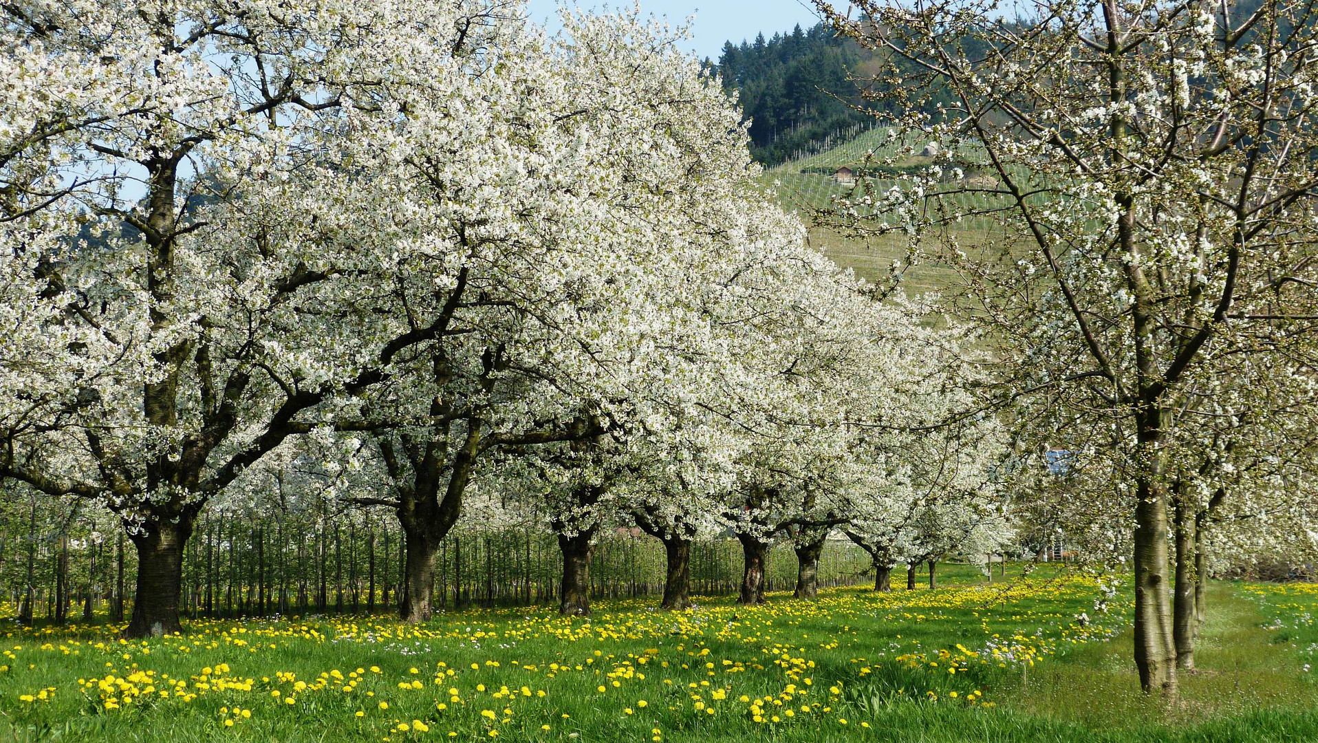 Frühling in Oberkirch