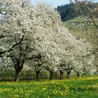 Frühling in Oberkirch