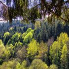 Frühling in Oberösterreich 2