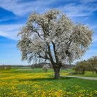 Frühling in Oberschwaben