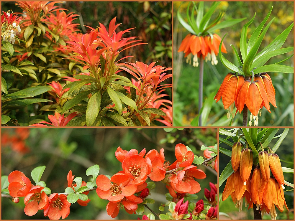 Frühling in Orange