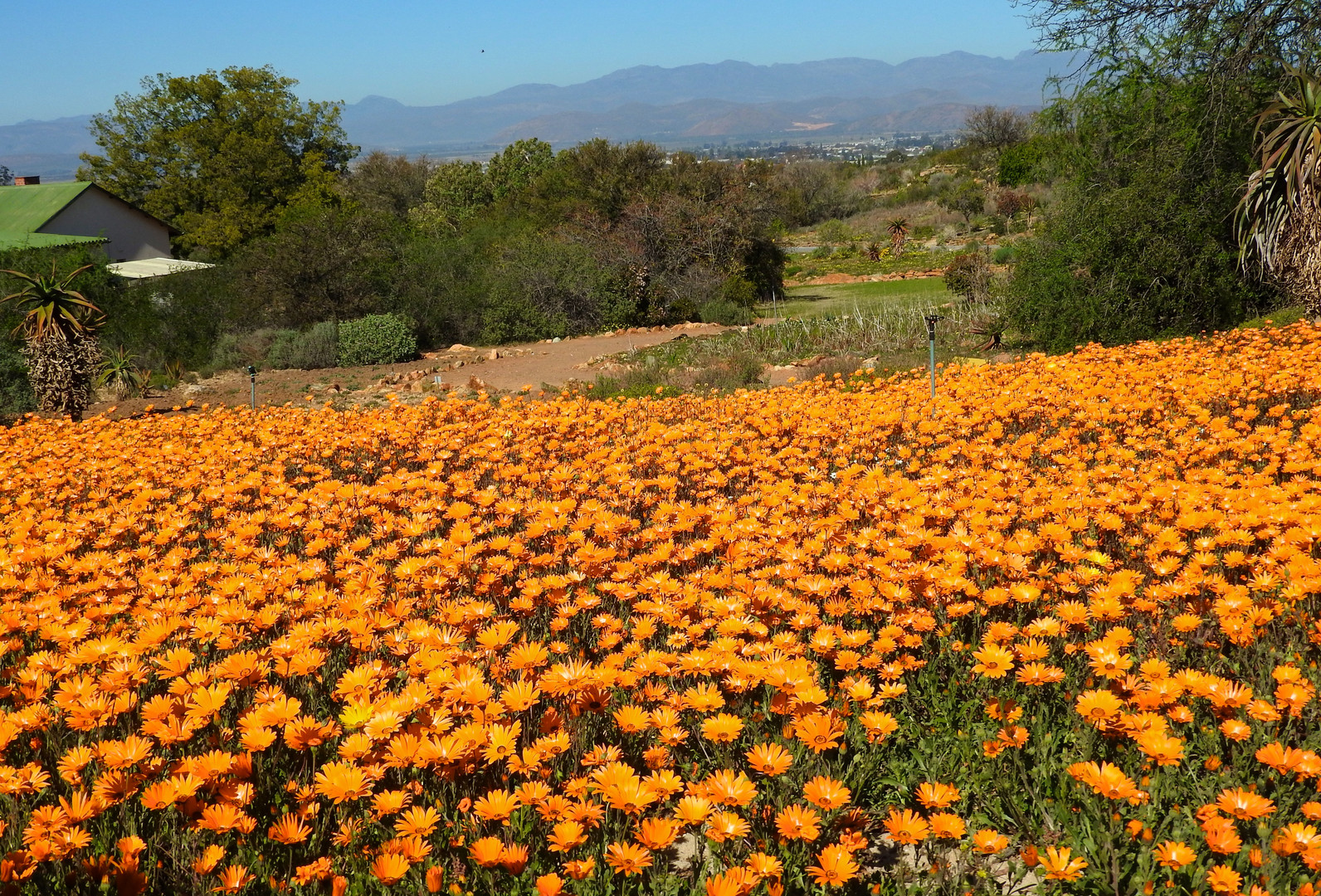 Frühling in Orange