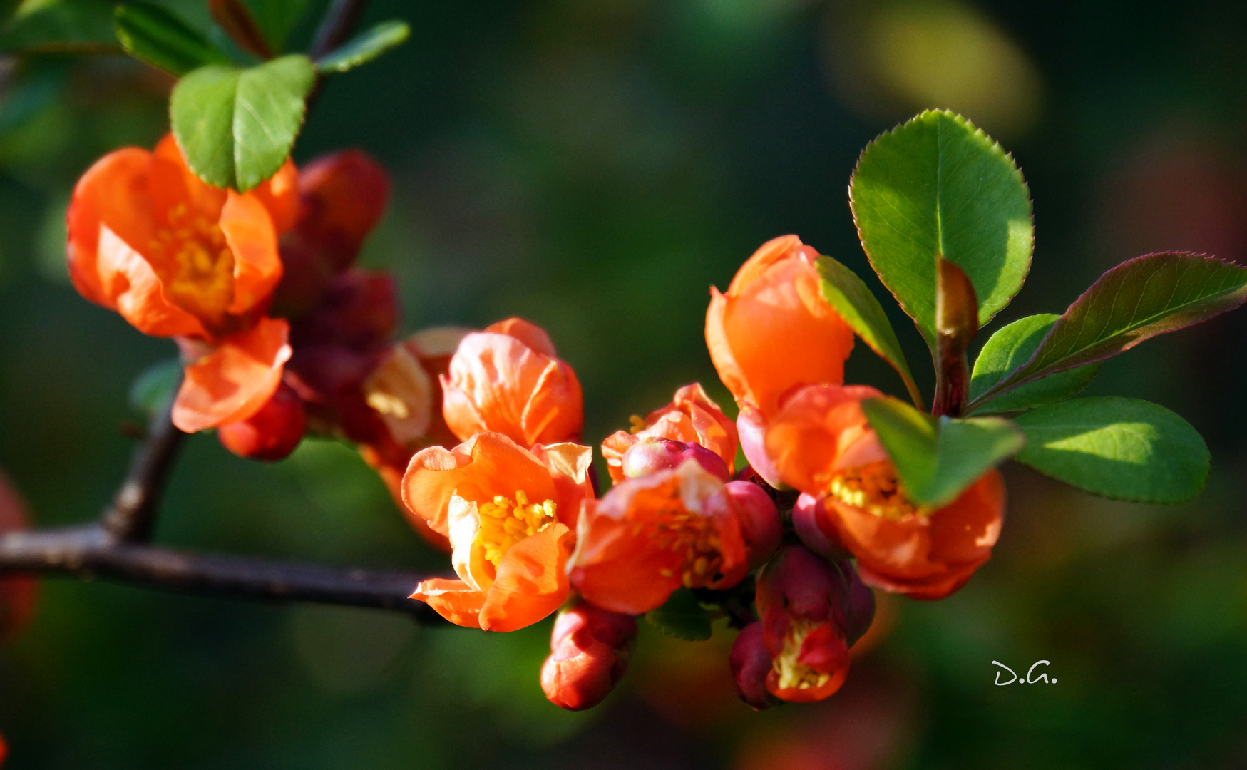 frühling in orange