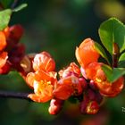 frühling in orange