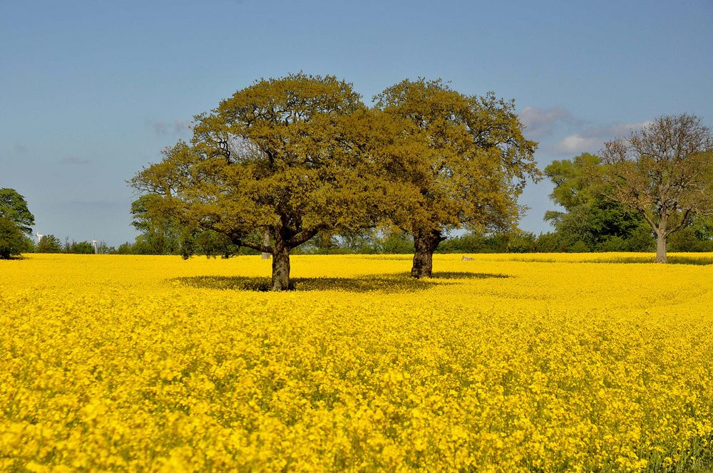 Frühling in Ostholstein 2