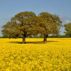 Frühling in Ostholstein 2