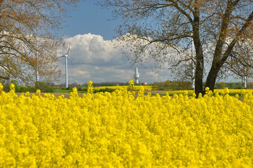 Frühling in Ostholstein 6