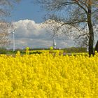 Frühling in Ostholstein 6