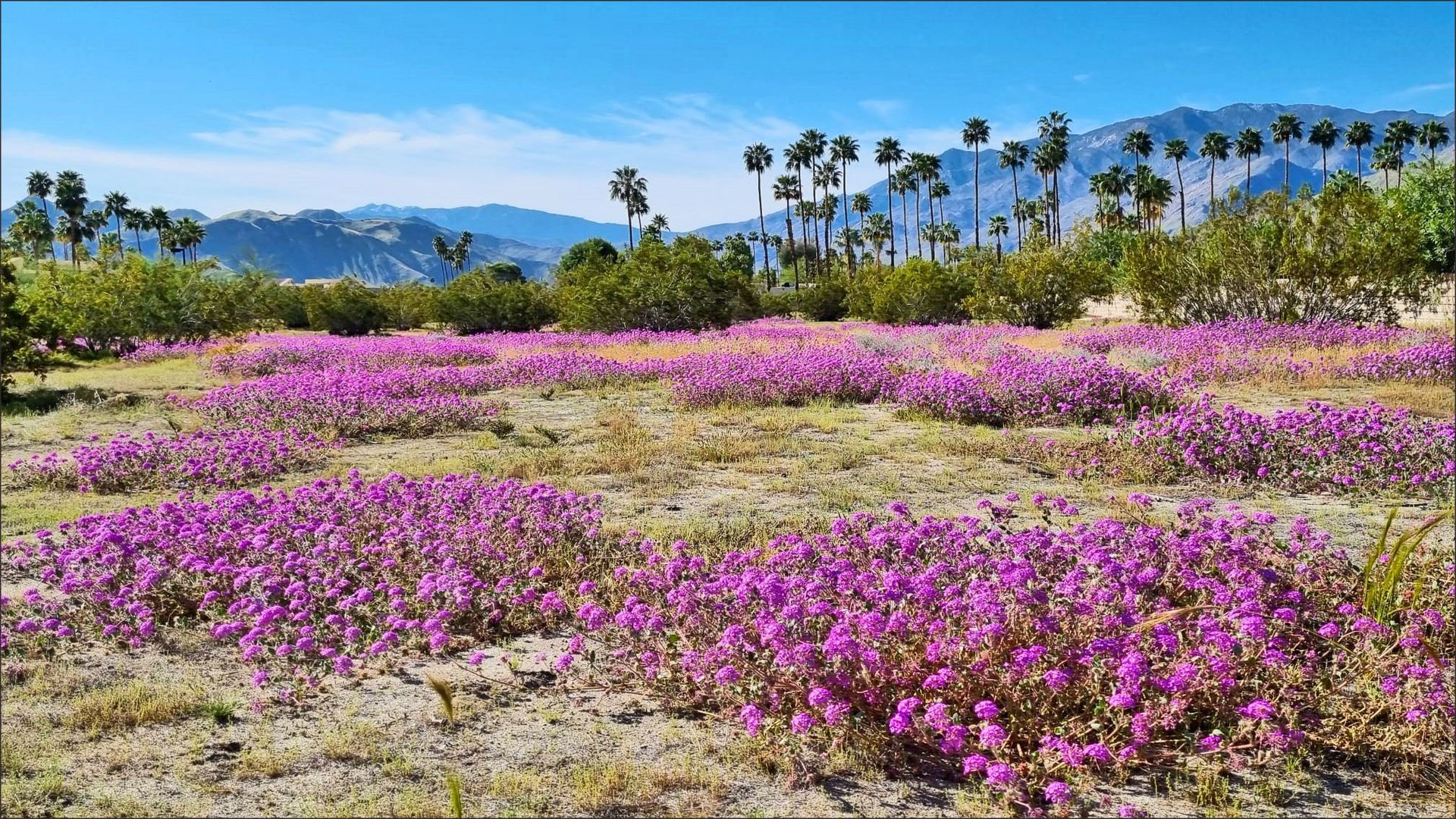 Frühling in Palm Springs