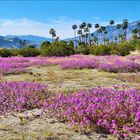 Frühling in Palm Springs