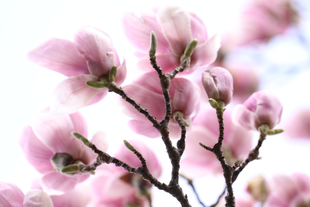 Frühling in Pastell