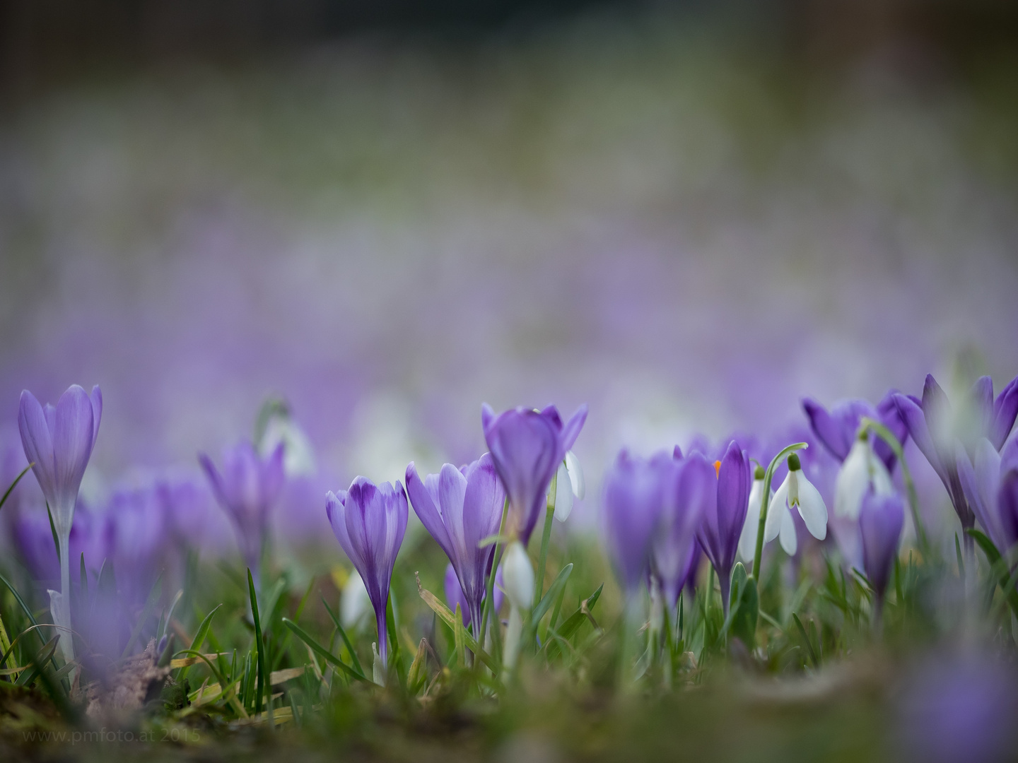 Frühling in Pastell