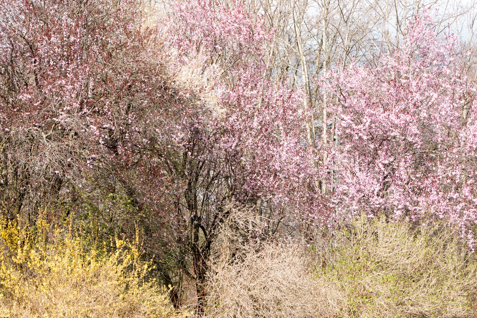 Frühling in Pastellfarben