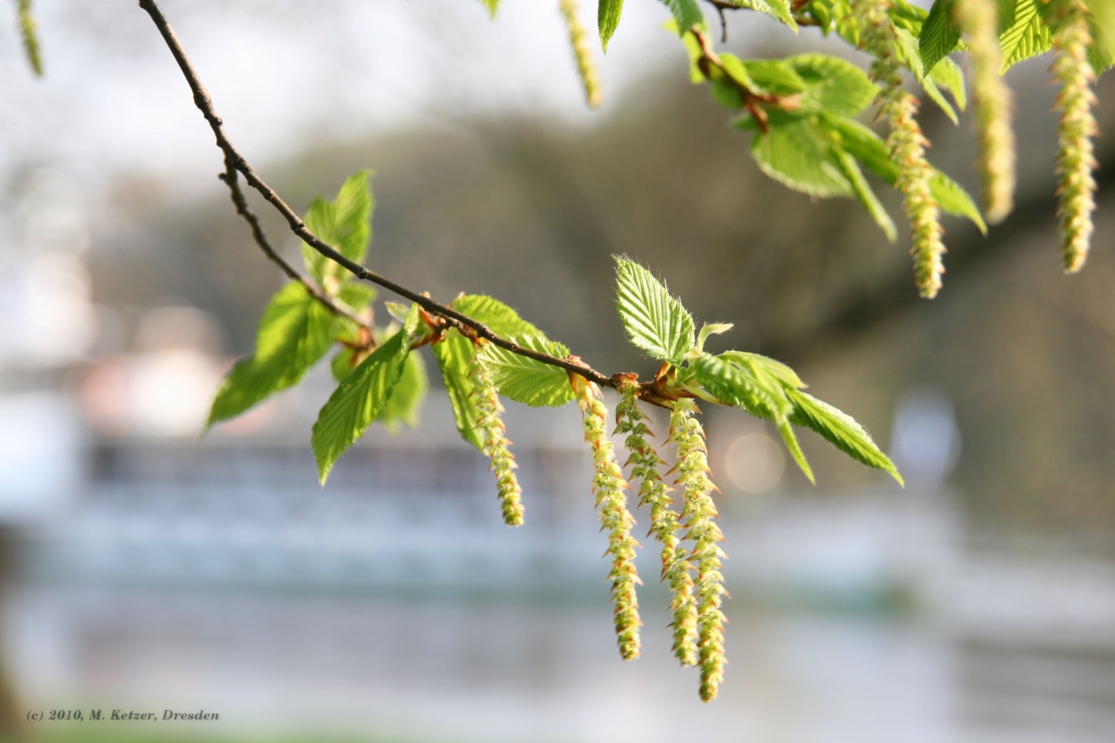 Frühling in Pillnitz