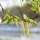 Frühling in Pillnitz