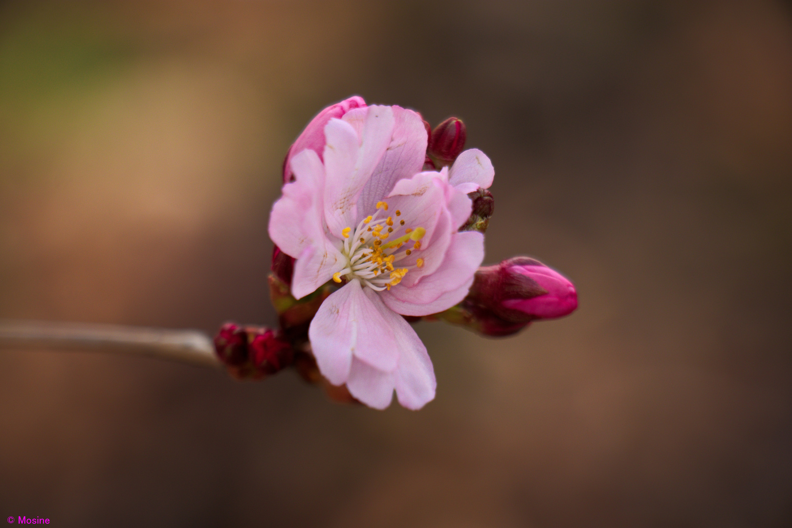 Frühling in pink