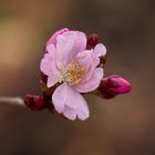 Frühling in pink