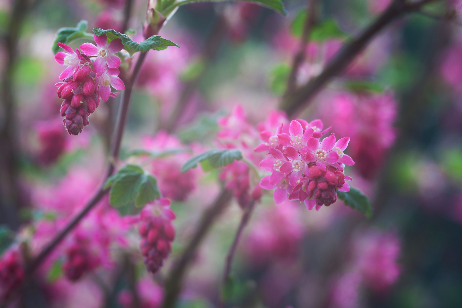 Frühling in Pink