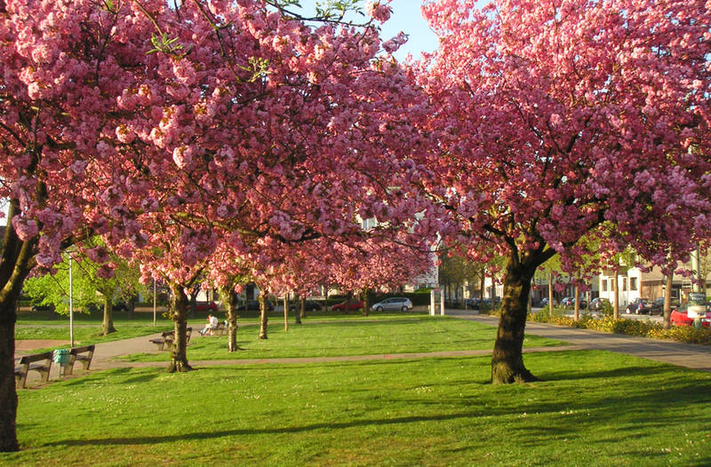 Frühling in Pink