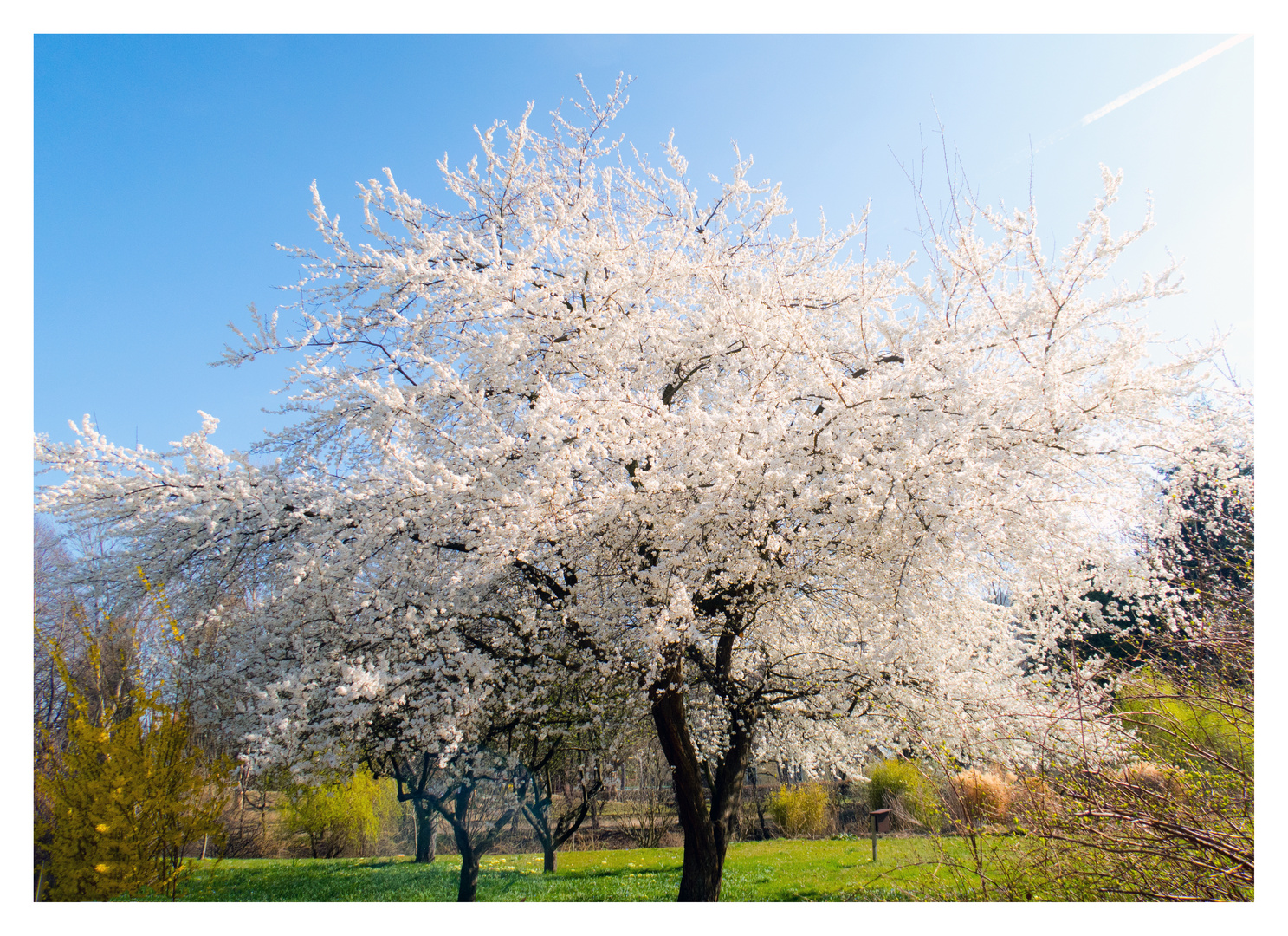 Frühling in Pitten