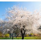 Frühling in Pitten